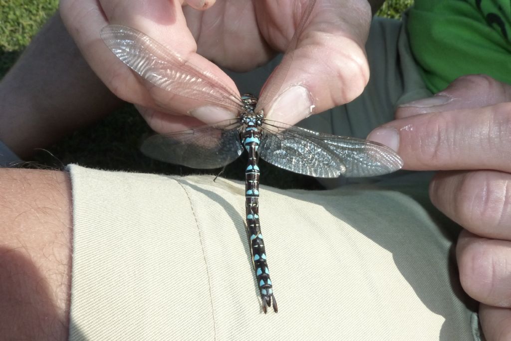 Libellula all''alpe Giumello (LC):  Aeshna juncea, maschio